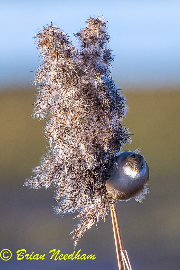 Bearded Tit