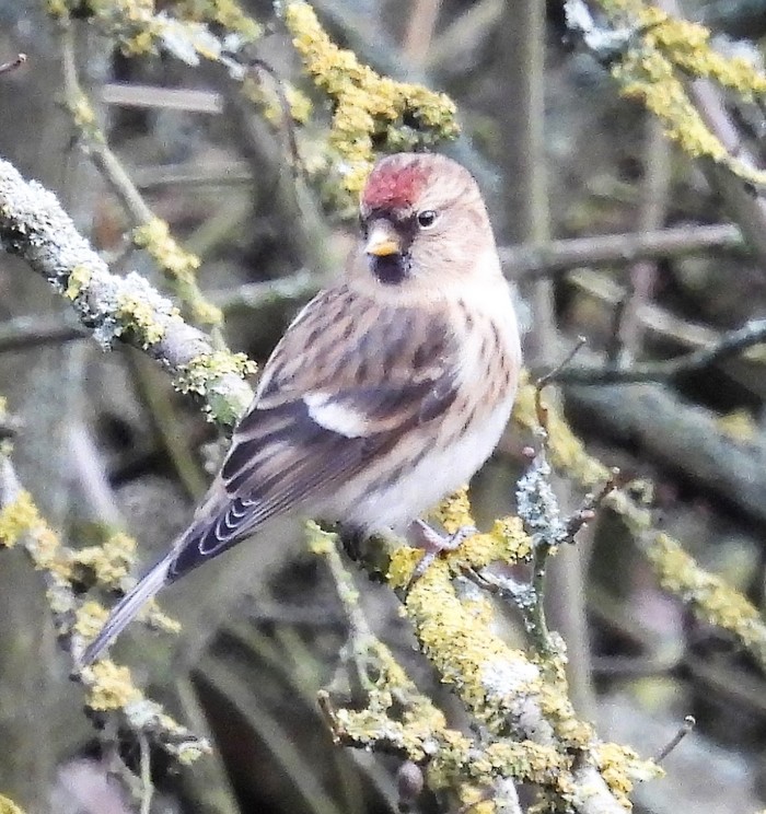Common Redpoll
