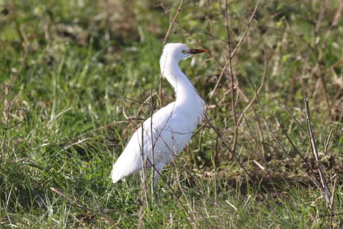Cattle Egret