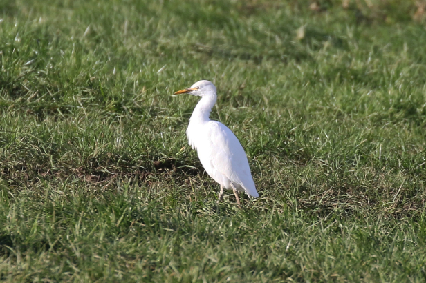 Cattle Egret