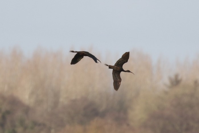 Glossy Ibis