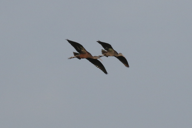 Glossy Ibis