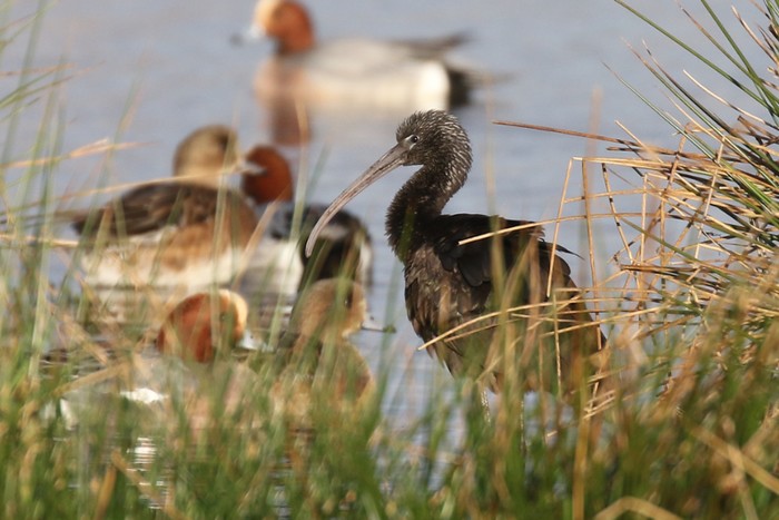 Glossy Ibis