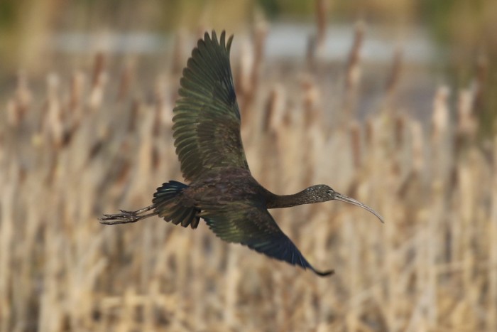 Glossy Ibis