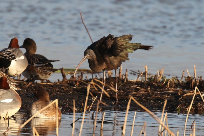 Glossy Ibis