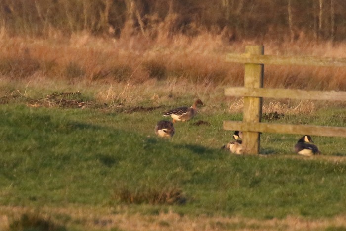 Tundra Bean Goose