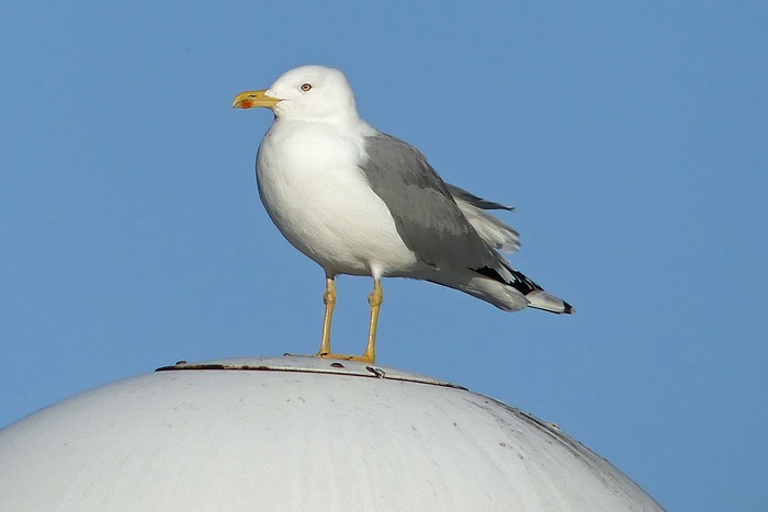 Yellow-legged Gull