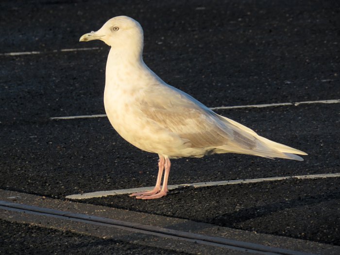 Iceland Gull