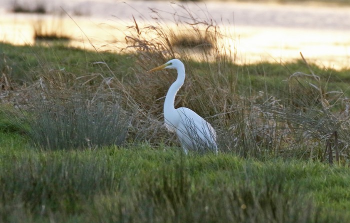 Great White Egret