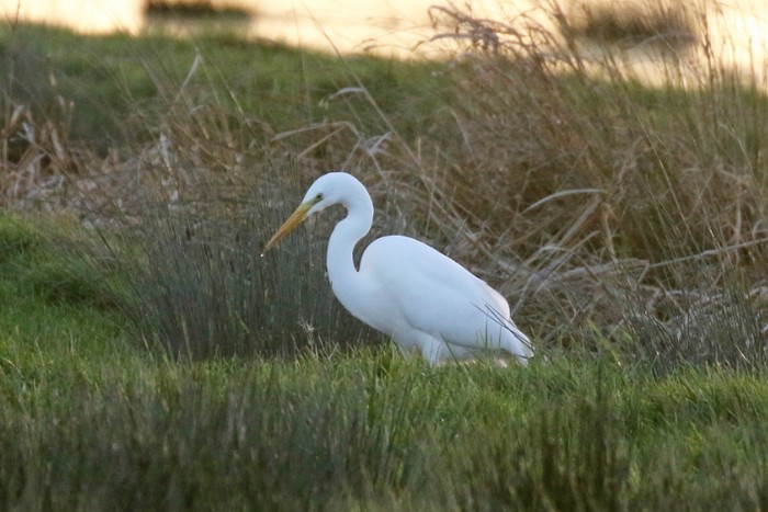 Great White Egret