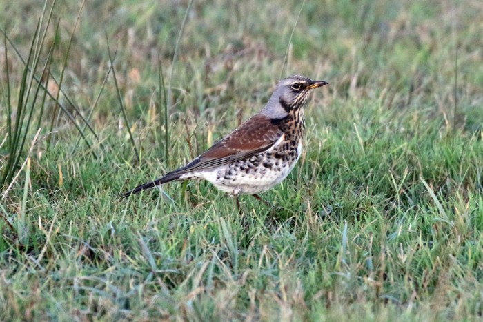 Fieldfare
