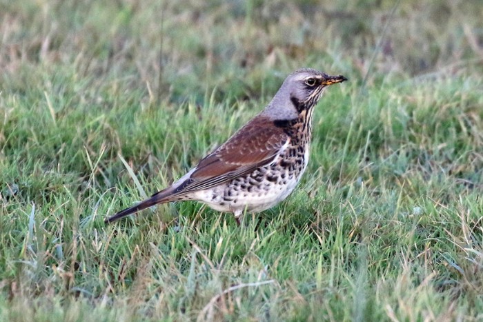 Fieldfare