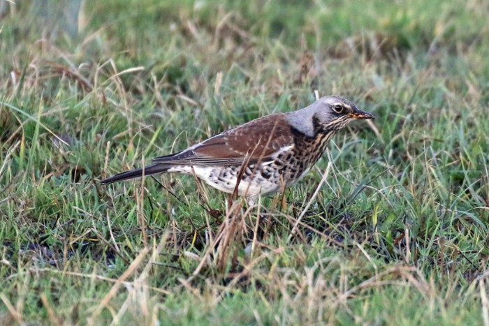 Fieldfare