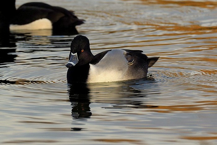 Ring-necked Duck