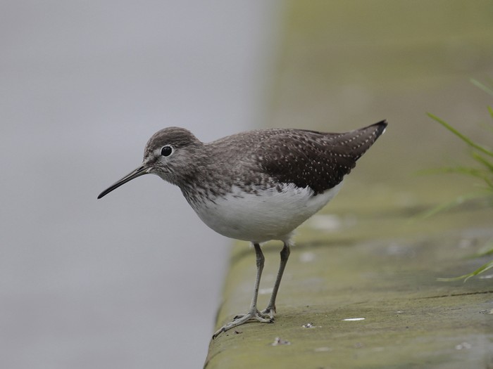 Green Sandpiper
