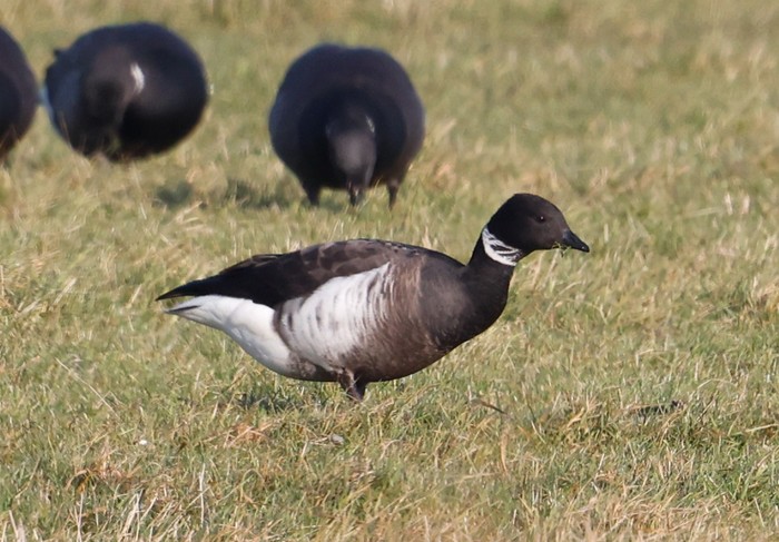 Black Brant