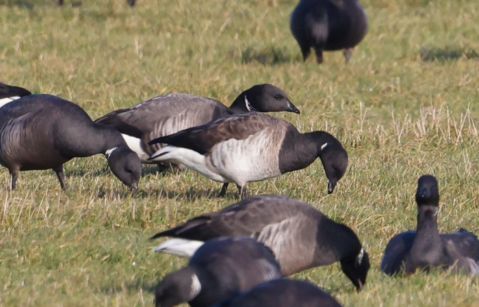 Pale-bellied Brent Goose