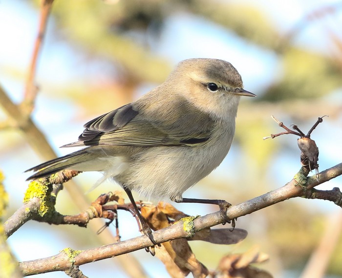 Siberian Chiffchaff