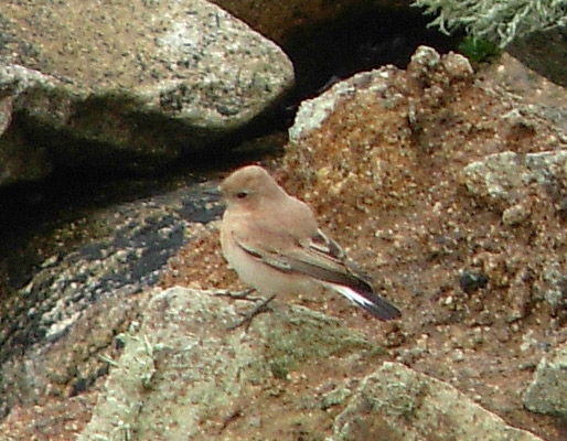 Western Black-eared Wheatear