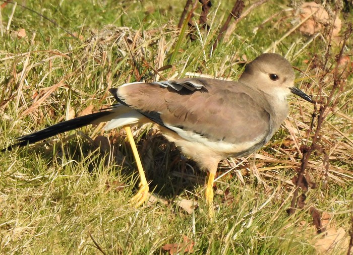 White-tailed Lapwing