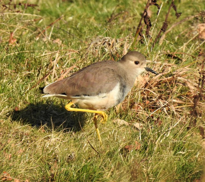 White-tailed Lapwing