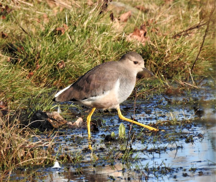 White-tailed Lapwing