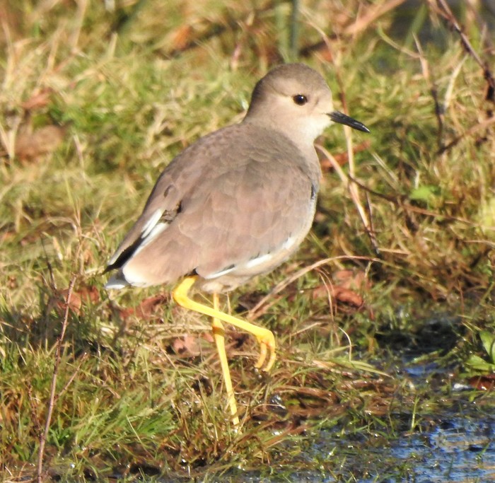 White-tailed Lapwing