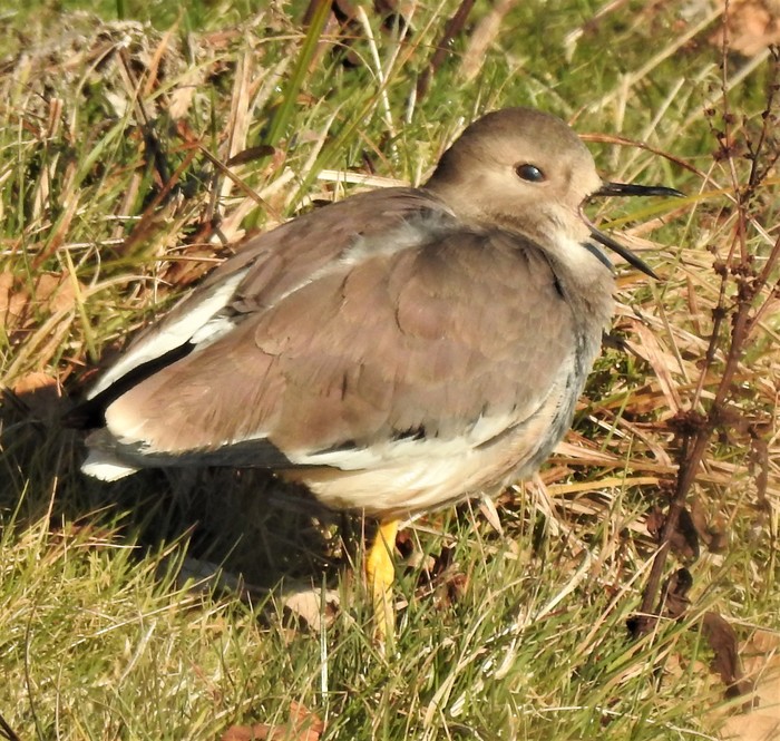 White-tailed Lapwing