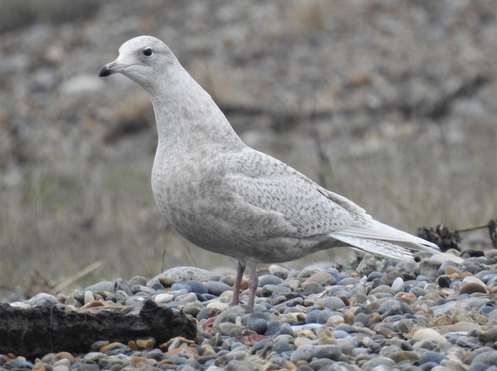 Iceland Gull