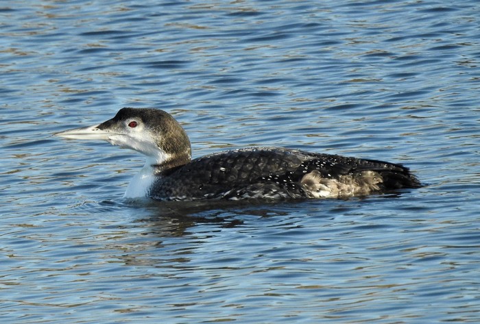 Great Northern Diver