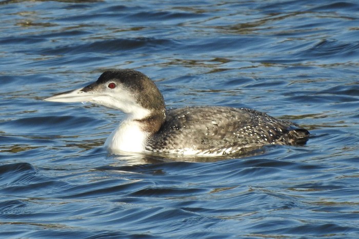 Great Northern Diver