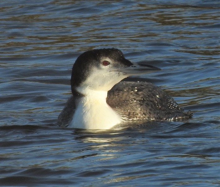 Great Northern Diver
