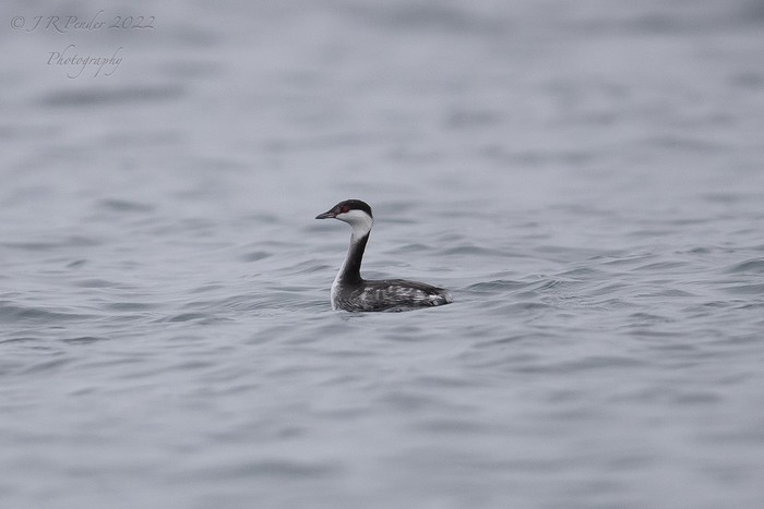 Slavonian Grebe