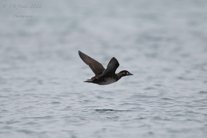 Surf Scoter