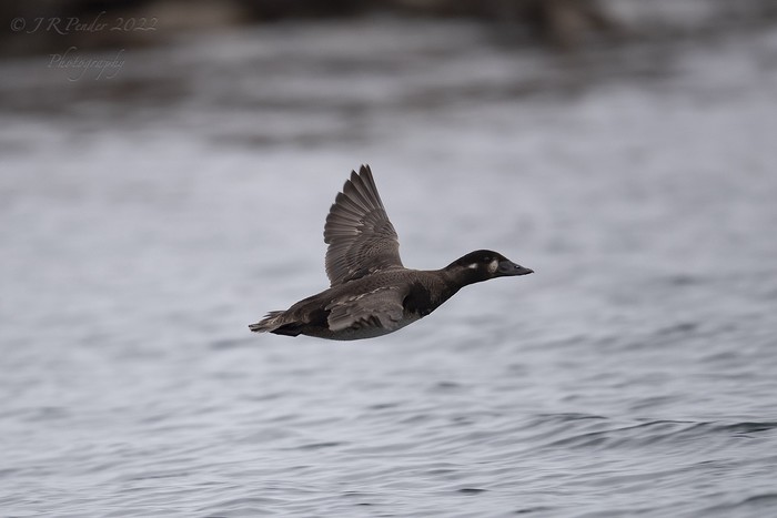 Surf Scoter