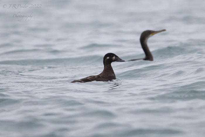 Surf Scoter