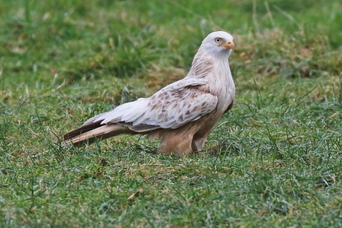 Red Kite