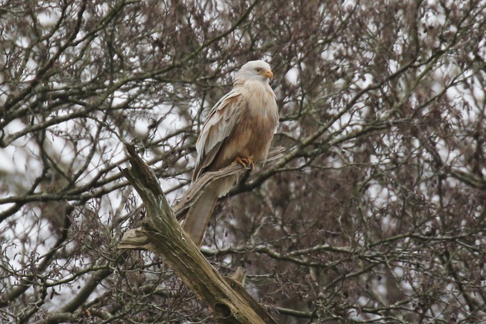 Red Kite