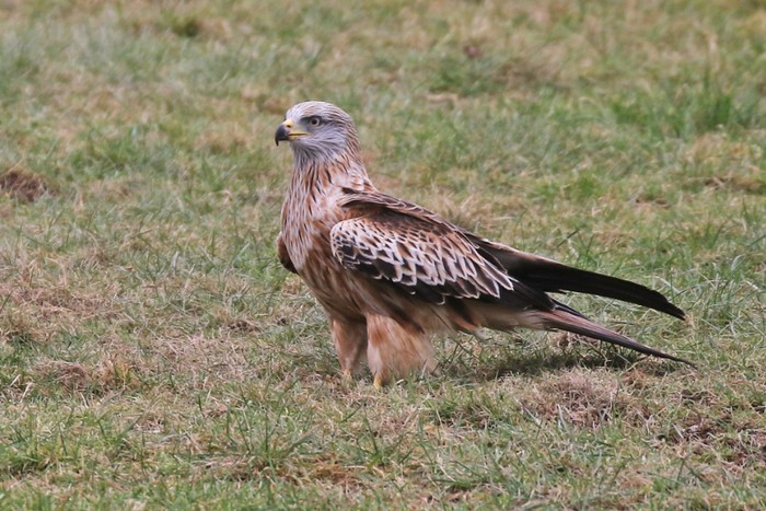 Red Kite