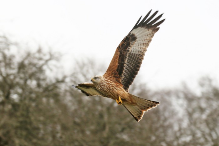 Red Kite