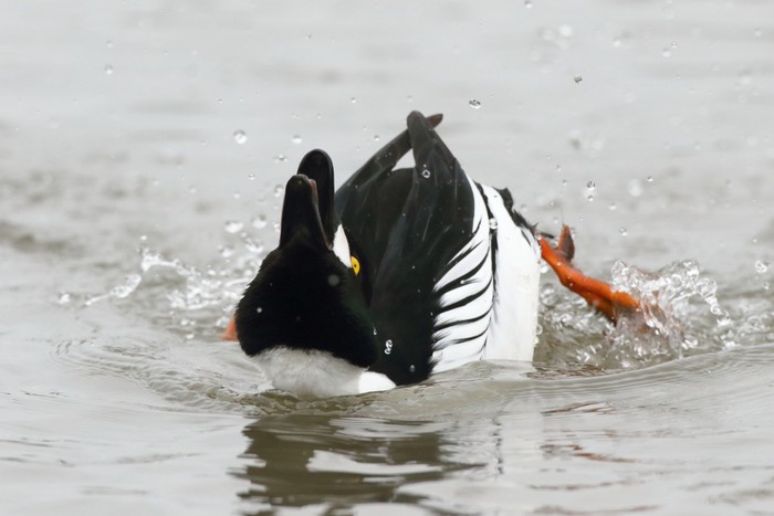 Goldeneye