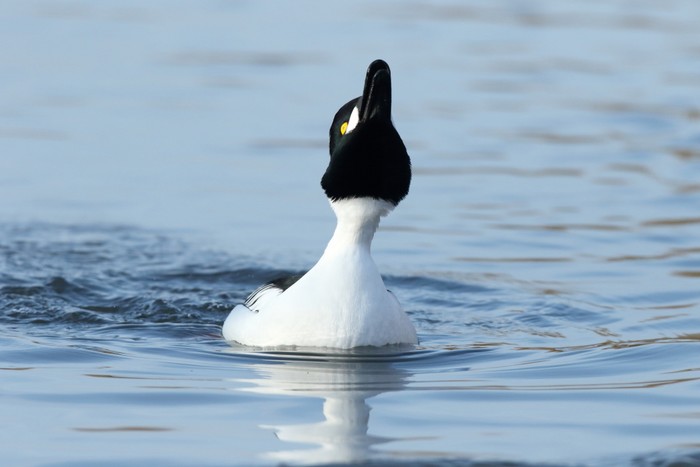 Goldeneye