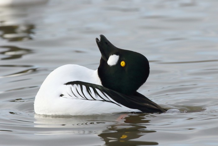 Goldeneye