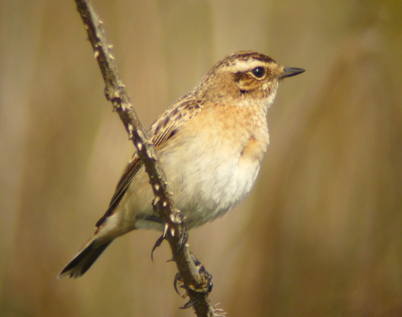 Whinchat