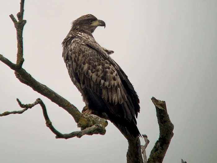 White-tailed Eagle