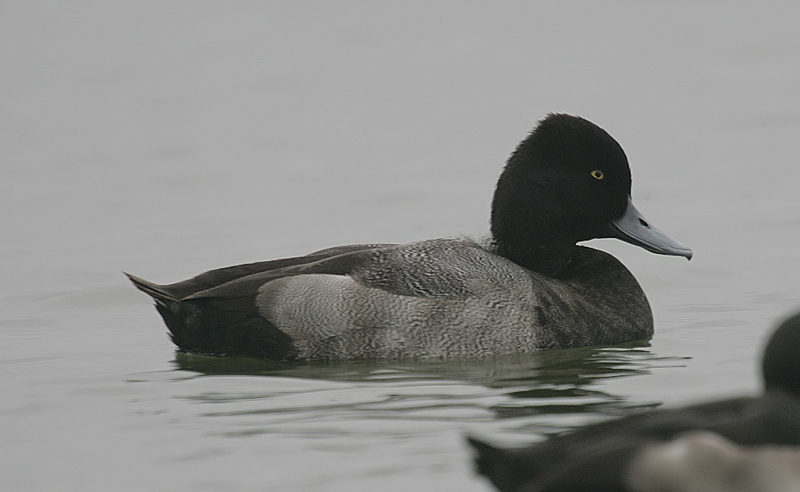 Lesser Scaup