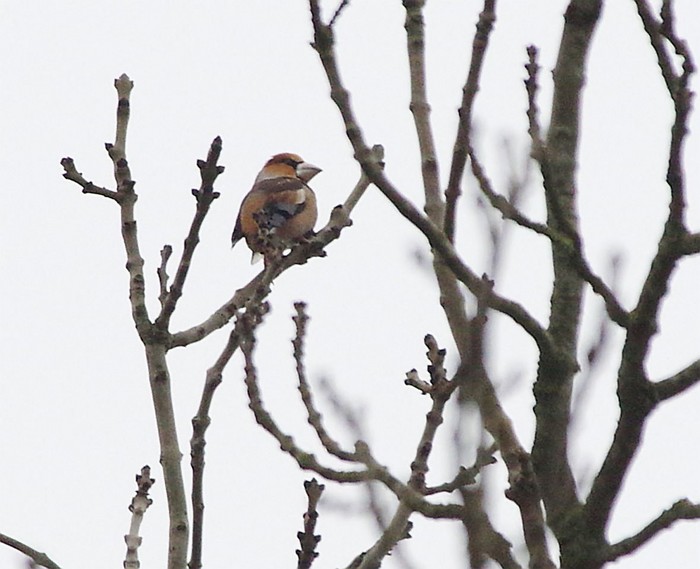 Hawfinch
