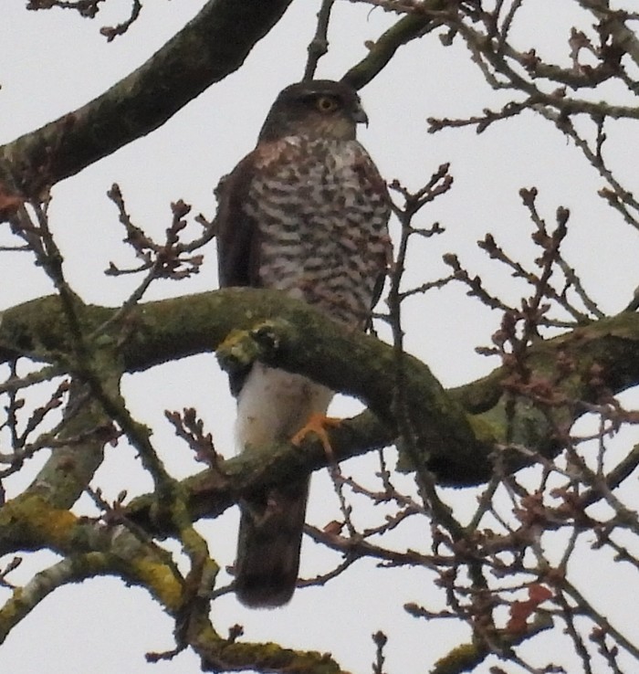 Sparrowhawk