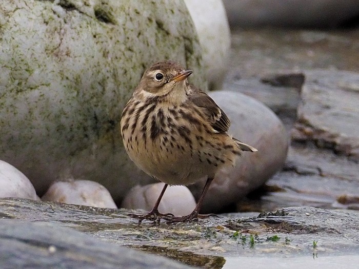 American Buff-bellied Pipit