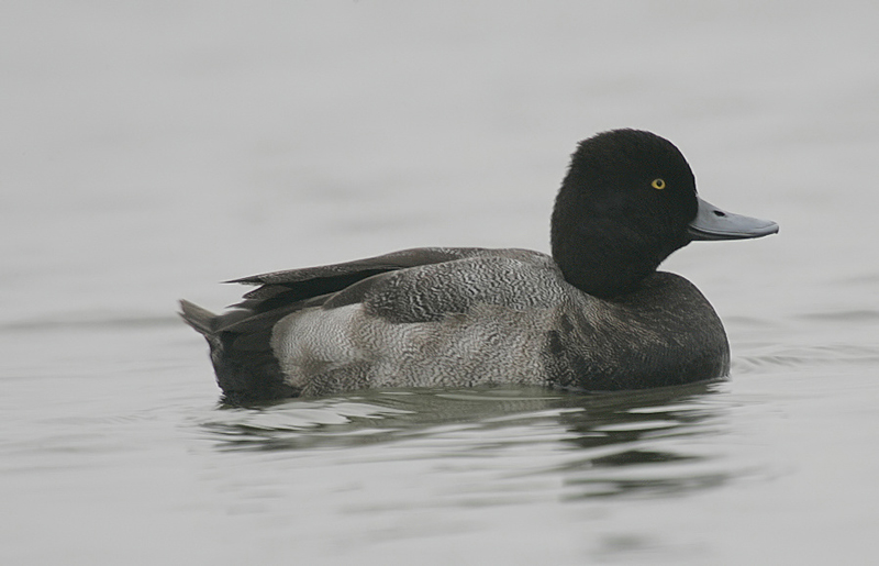 Lesser Scaup